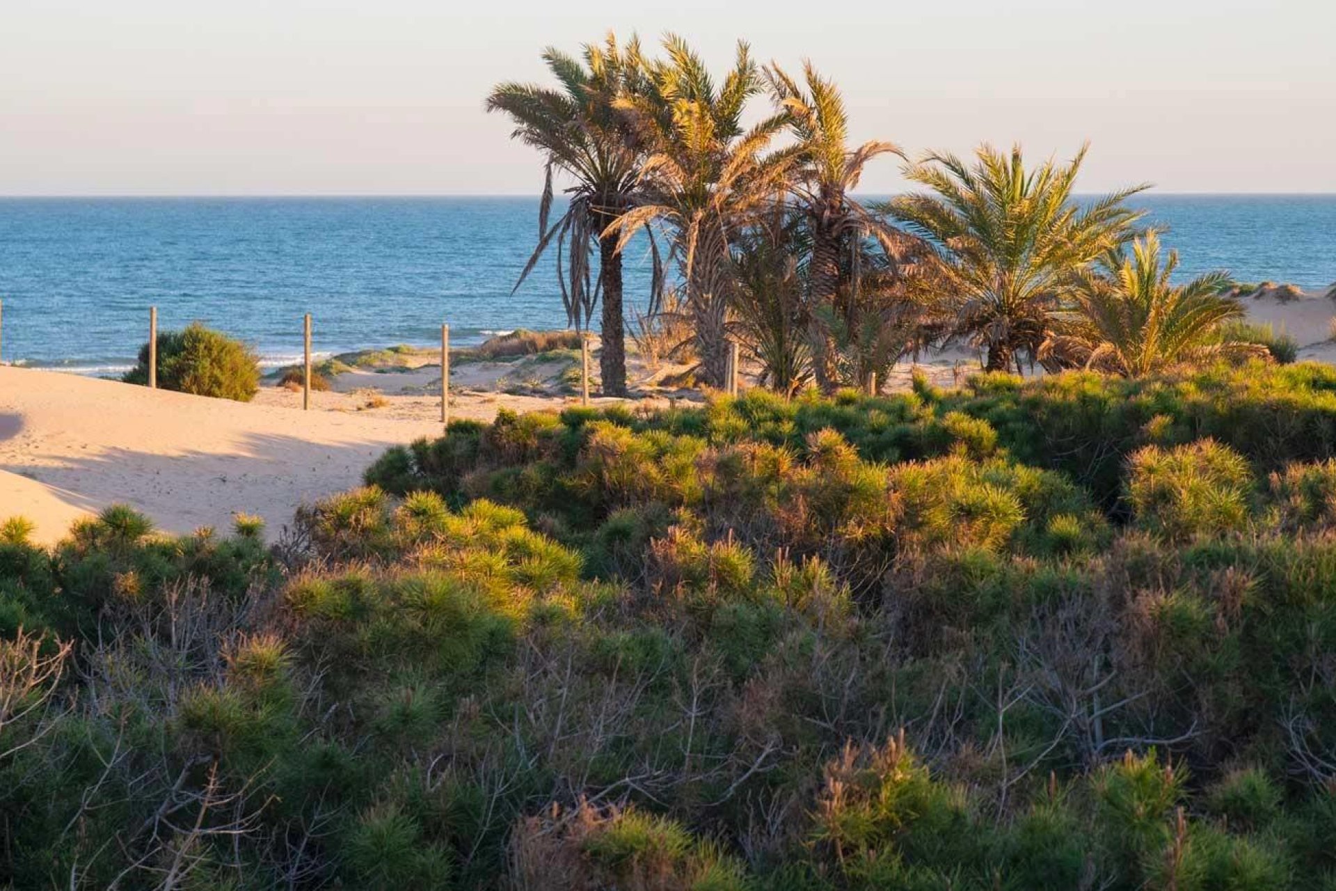 Nouvelle construction - Attique - Guardamar del Segura - Avda del Puerto