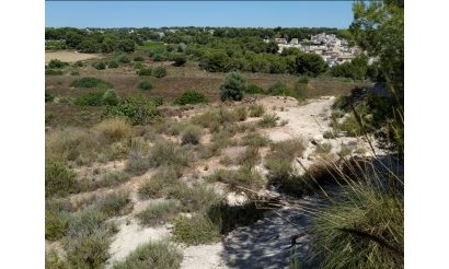 Plot / Land - Resale - Pinar de Campoverde - Pinar de Campoverde