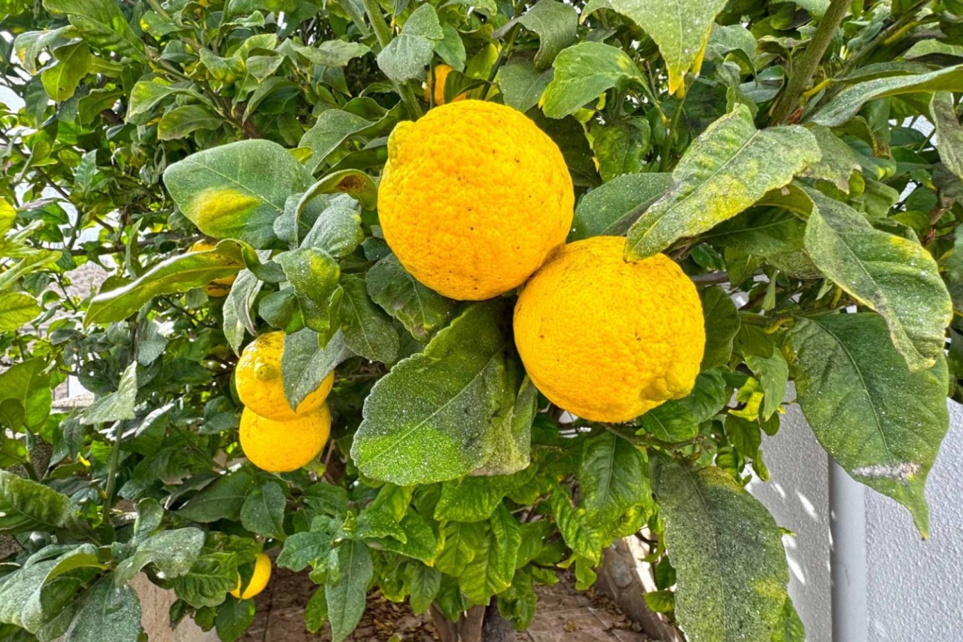 Resale - Townhouse - San Miguel de Salinas