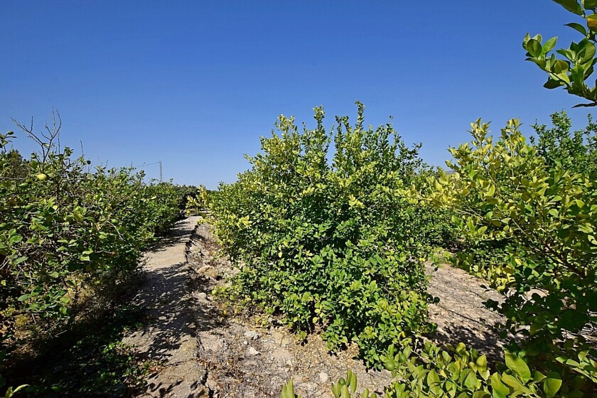 Resale - Villa - Albatera