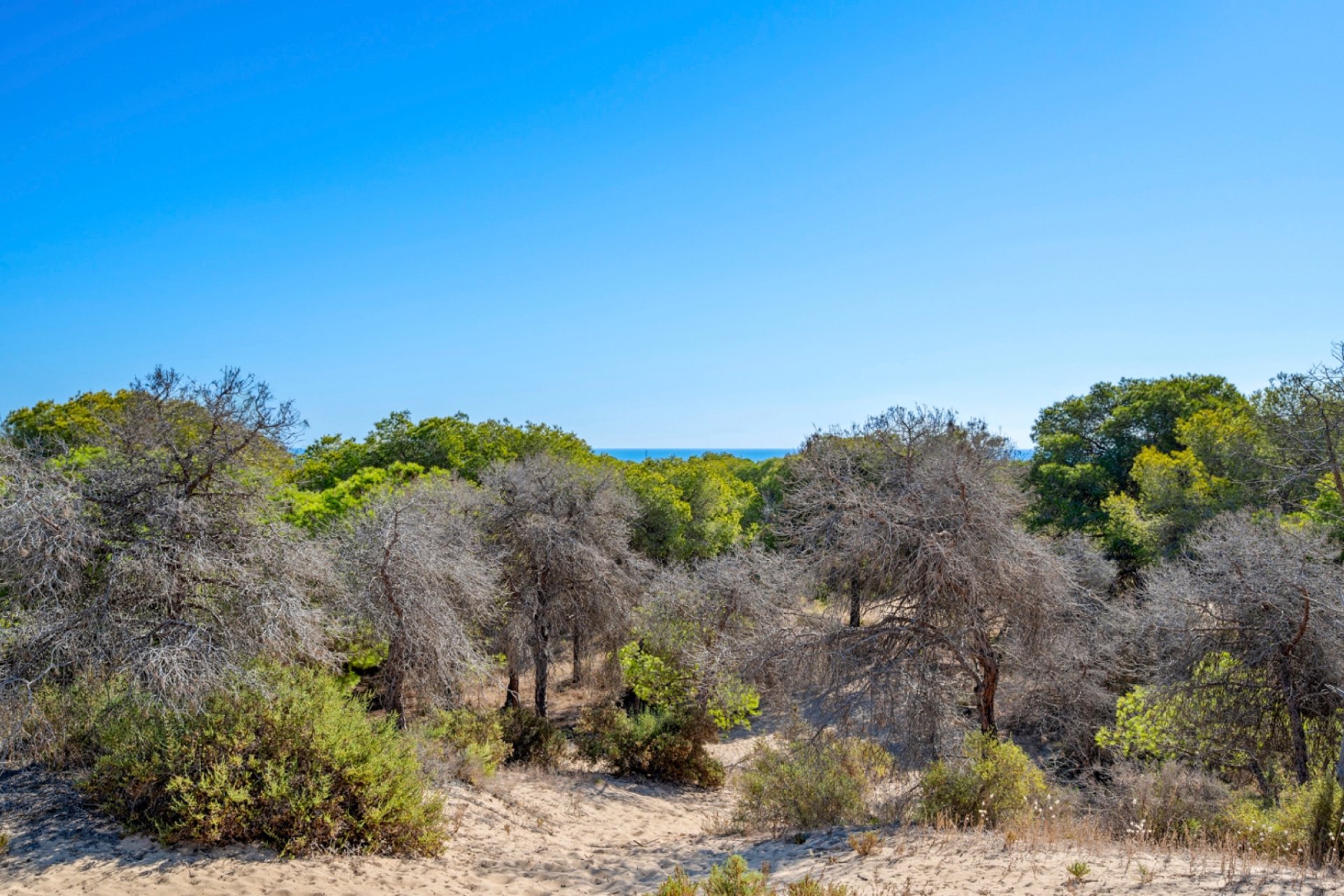 Reventa - Apartamento / piso - Guardamar del Segura - Guardamar