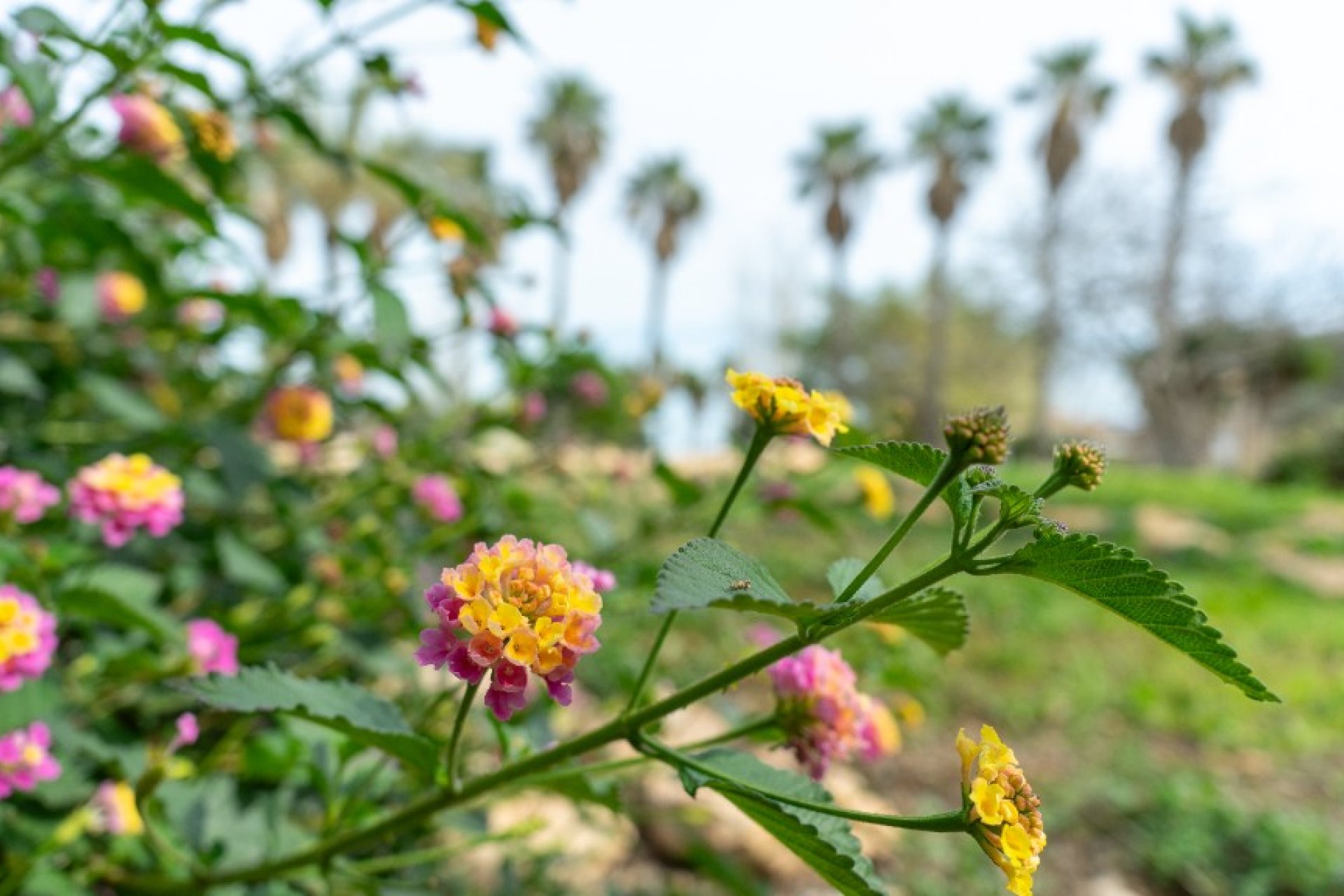 Reventa - Villa - Los Altos