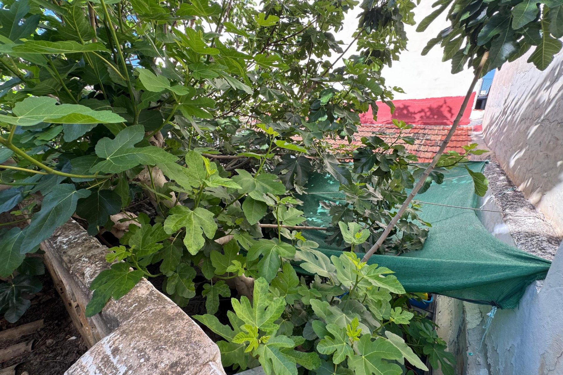 Revente - Appartement - Benejúzar