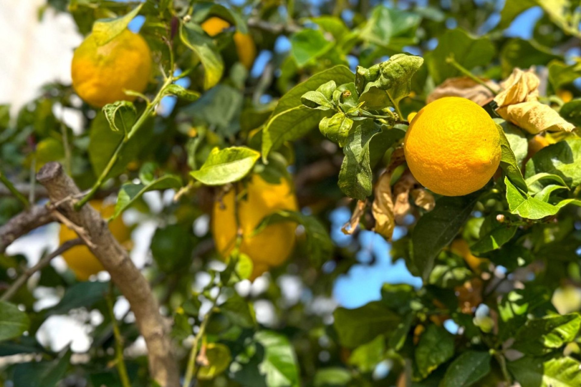 Revente - Villa - Orihuela Costa - Villamartín