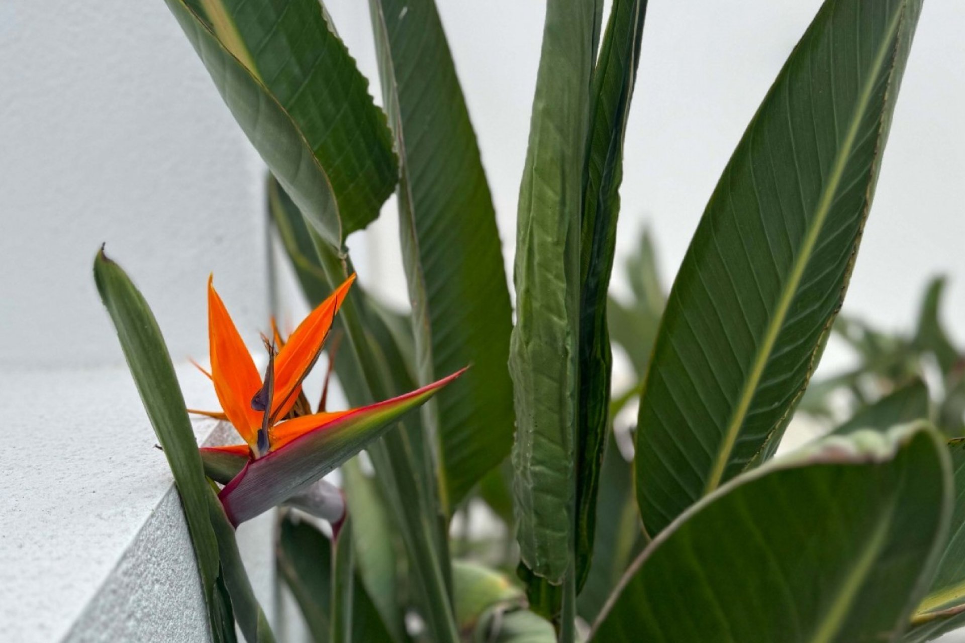 Revente - Villa - Torrevieja - Los Balcones
