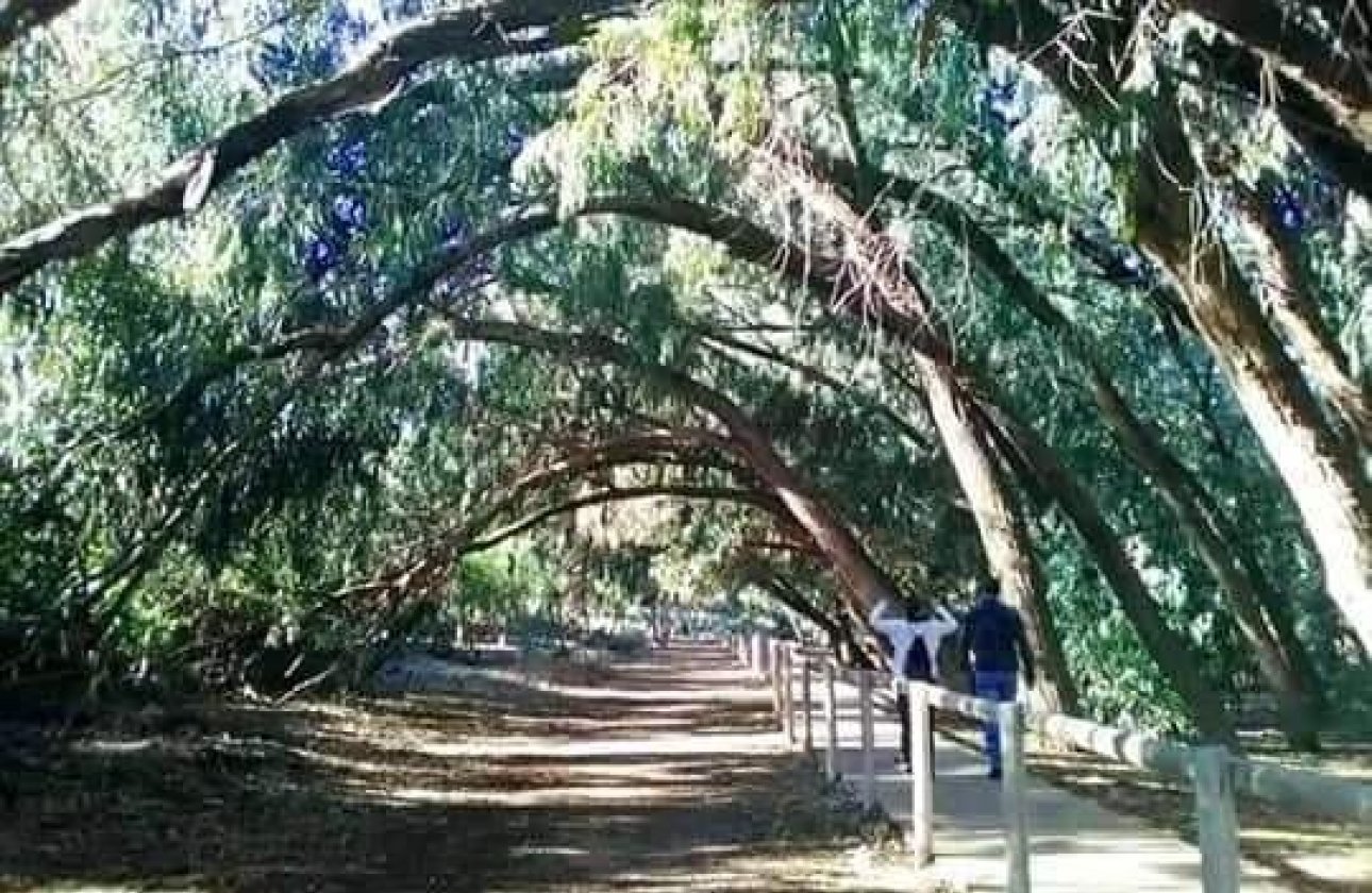 New Build - Bungalow - Torrevieja - Altos del Sol