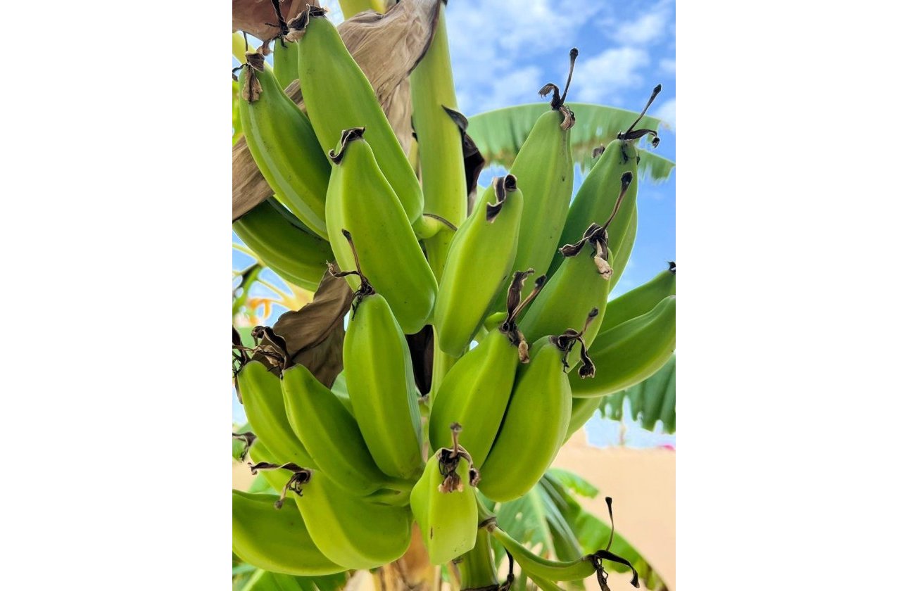 Resale - Villa - Los Urrutias - Estrella De Mar