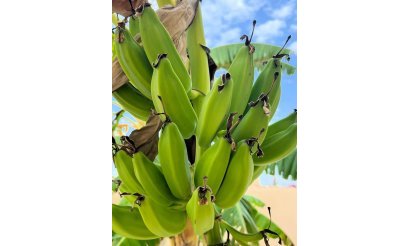 Resale - Villa - Los Urrutias - Estrella De Mar