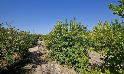 Resale - Villa - Albatera