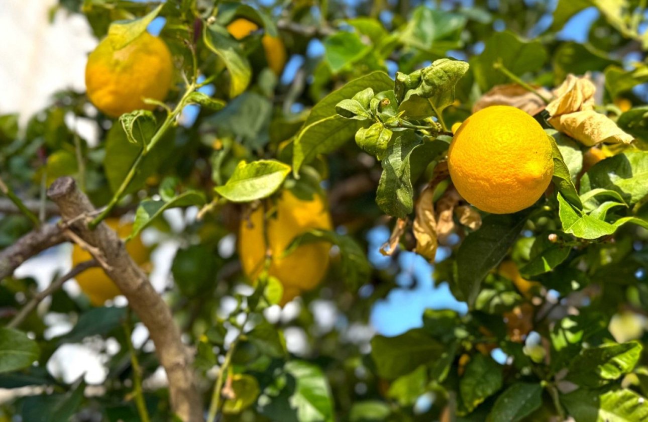 Reventa - Villa - Orihuela Costa - Villamartín