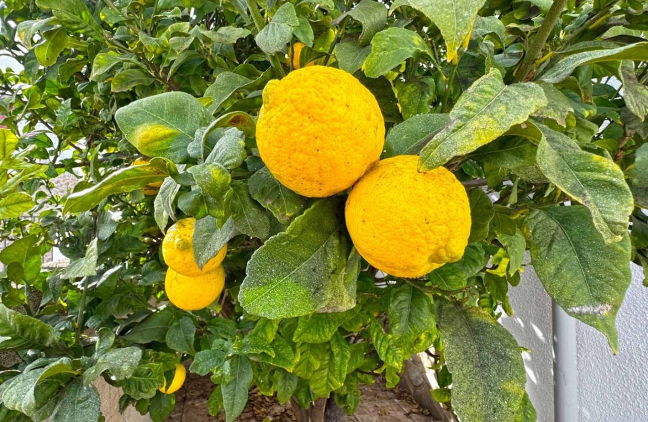 Resale - Townhouse - San Miguel de Salinas