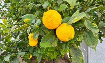 Resale - Townhouse - San Miguel de Salinas