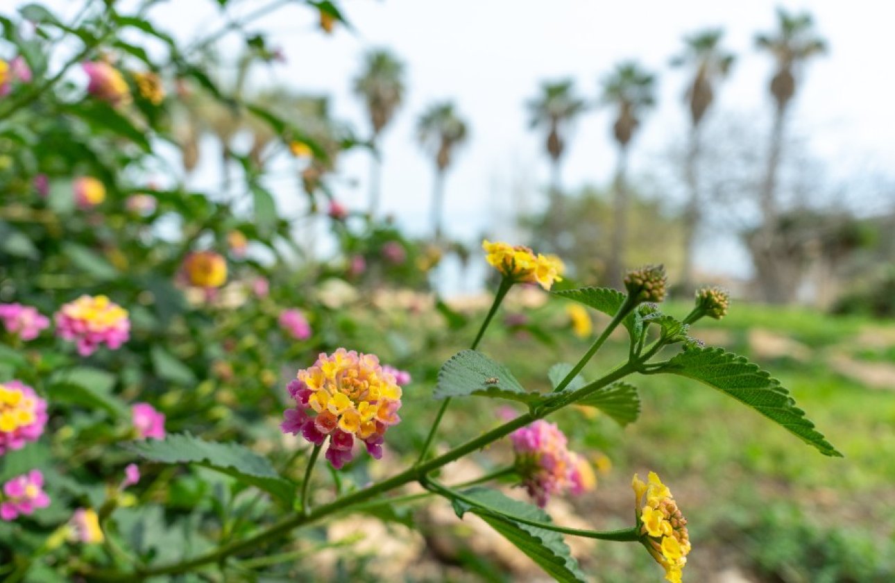 Reventa - Villa - Los Altos