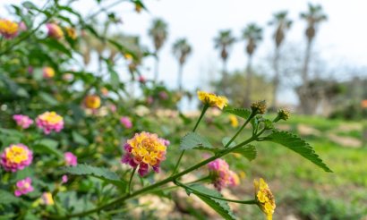 Reventa - Villa - Los Altos