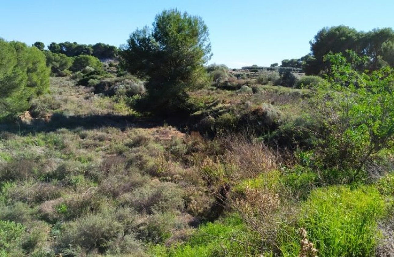 Reventa - Parcela / Terreno - Pinar de Campoverde