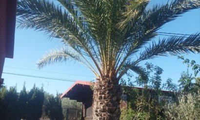 Resale - Villa - Elche